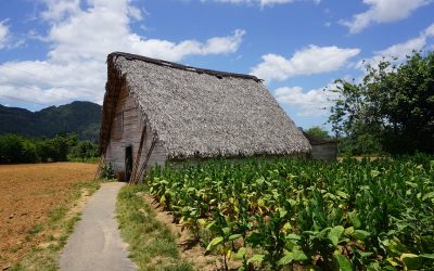 Tobacco Cultivation and Harvesting